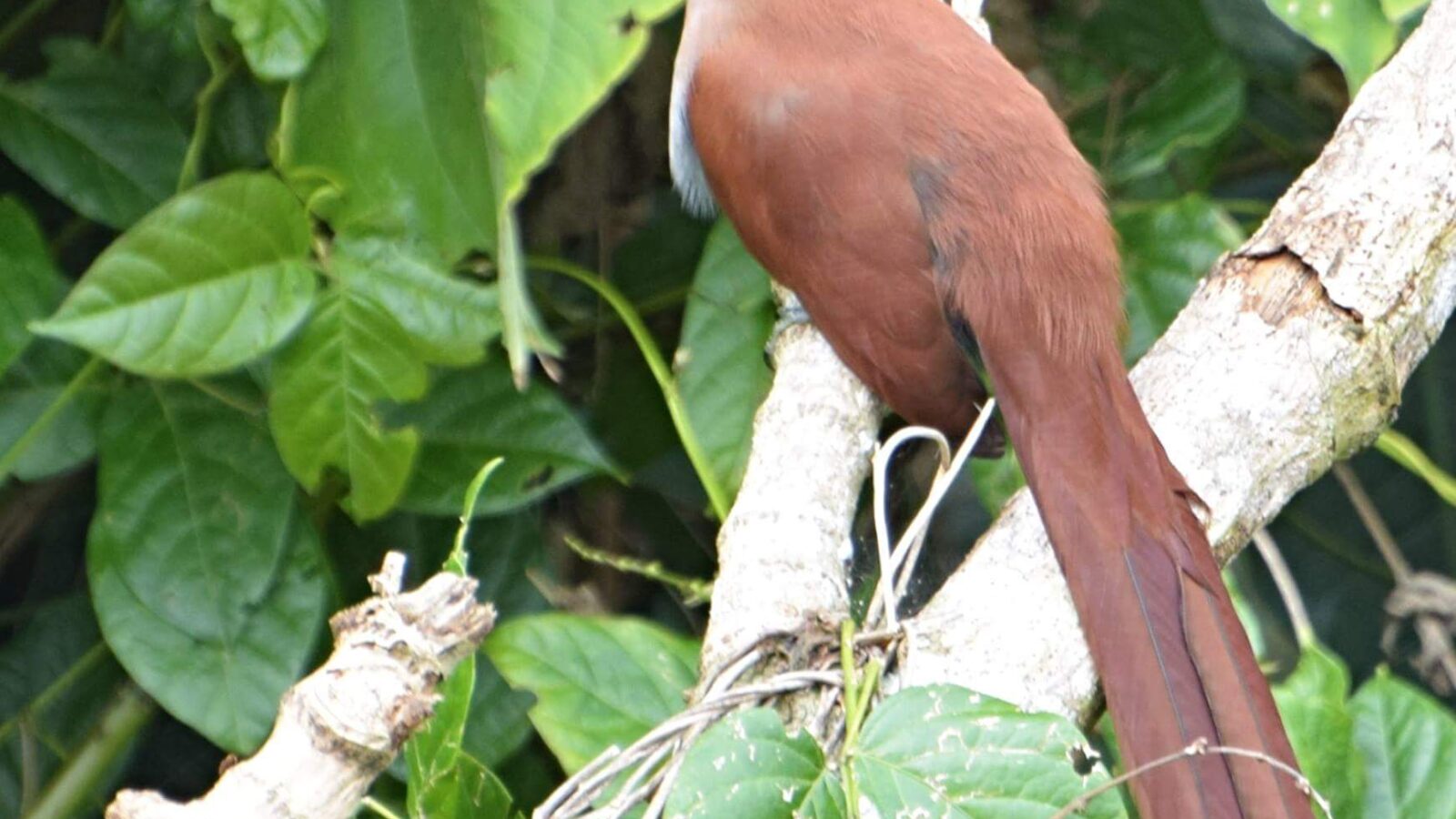 Common Squirrel Cuckoo