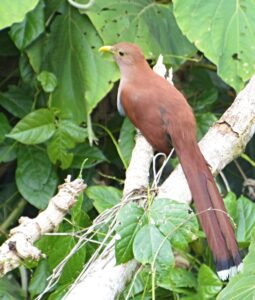 Common Squirrel Cuckoo
