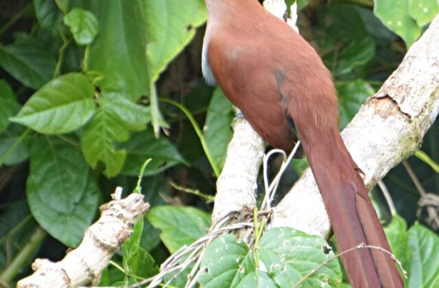 Common Squirrel Cuckoo