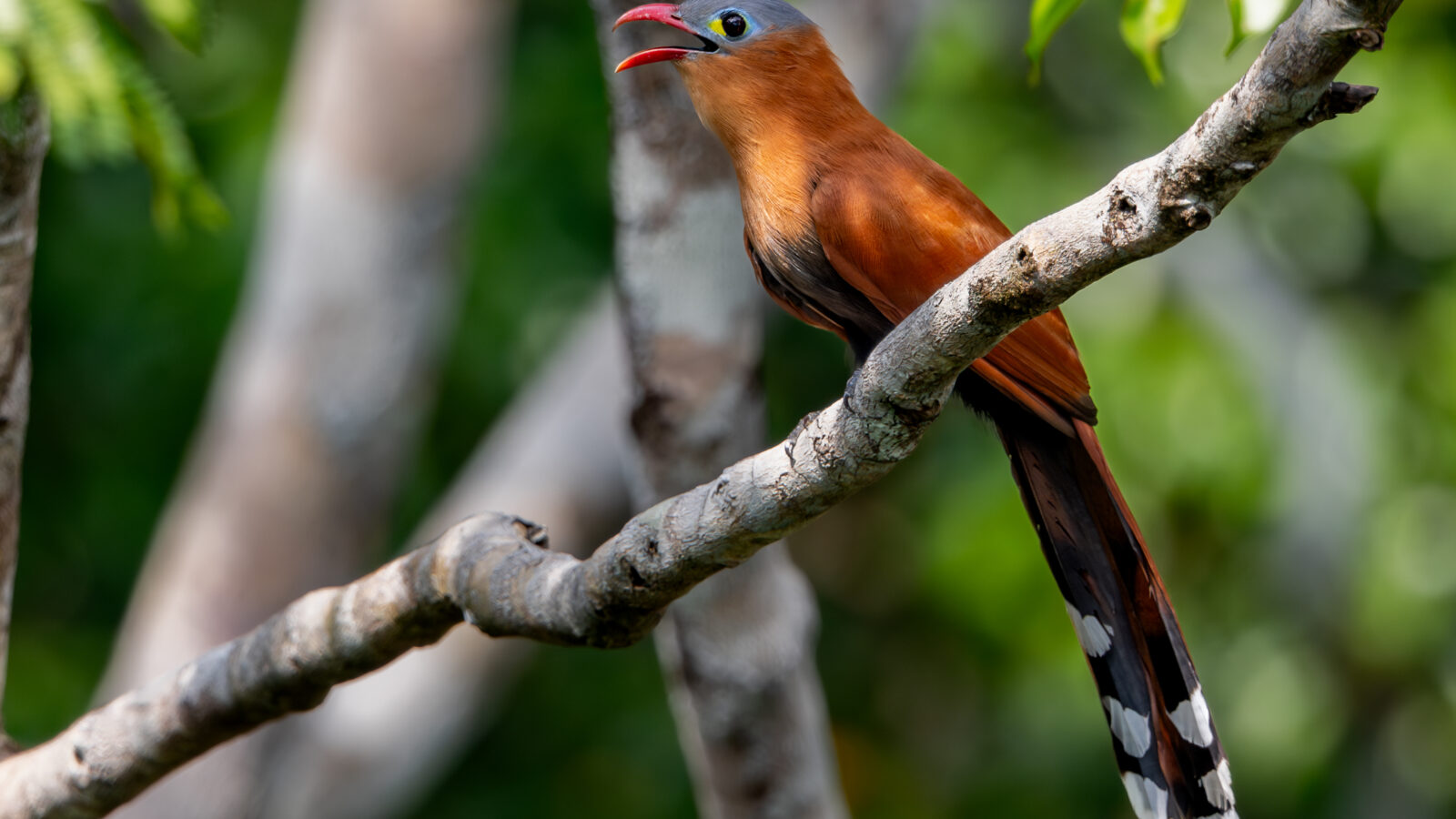 Black-bellied Cuckoo