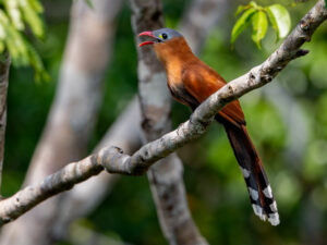 Black-bellied Cuckoo