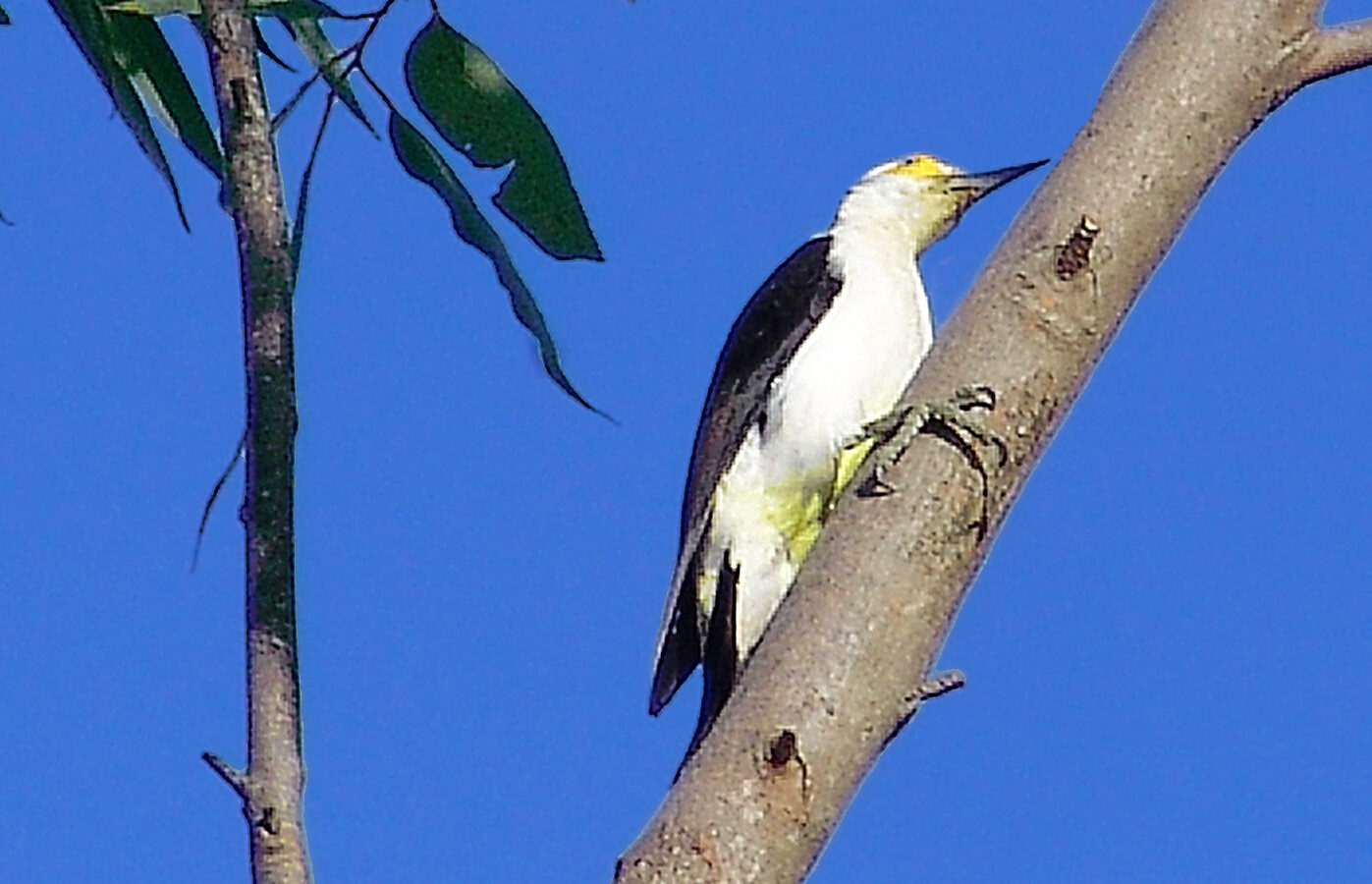 White Woodpecker