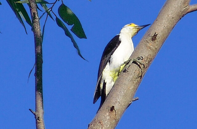 White Woodpecker