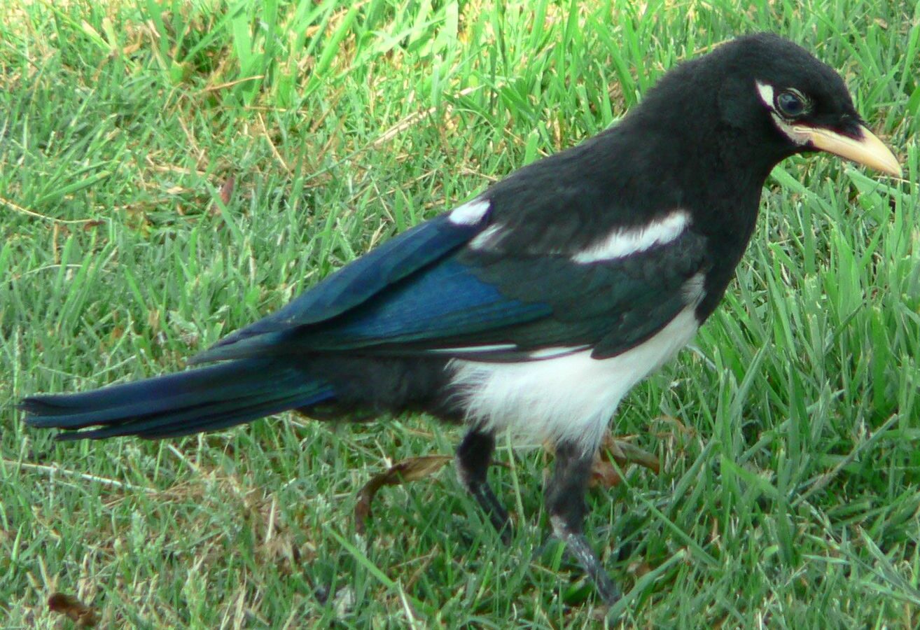 Yellow-billed Magpie