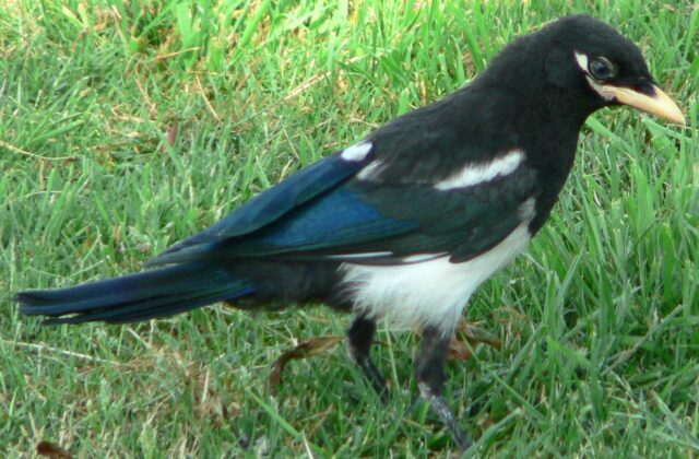 Yellow-billed Magpie