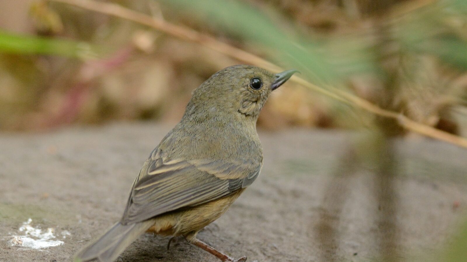 Cinnamon-bellied Flowerpiercer