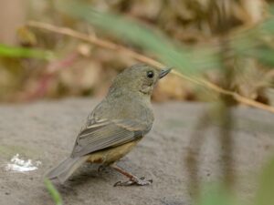 Cinnamon-bellied Flowerpiercer