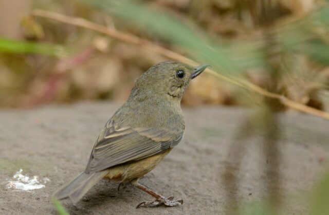 Cinnamon-bellied Flowerpiercer