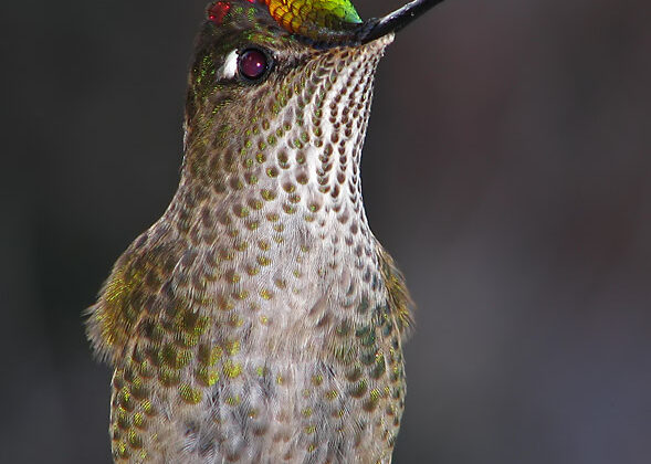Green-backed Firecrown