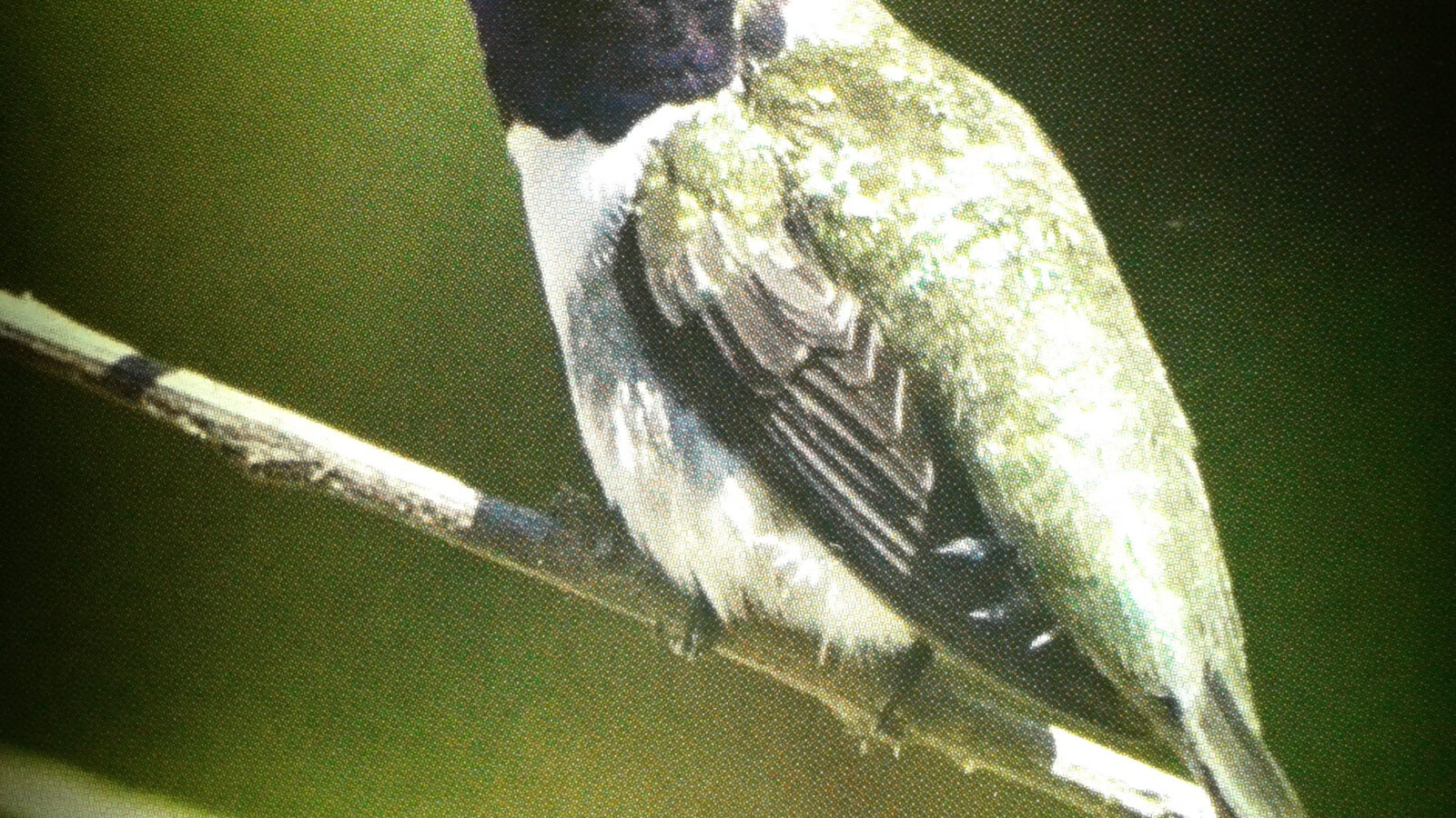 Chilean Woodstar