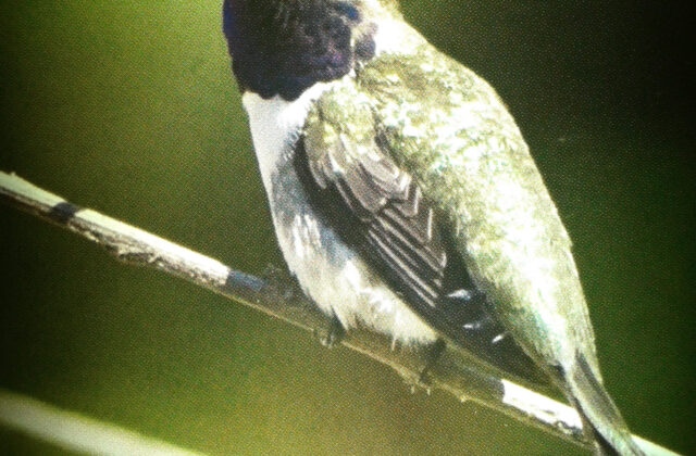 Chilean Woodstar
