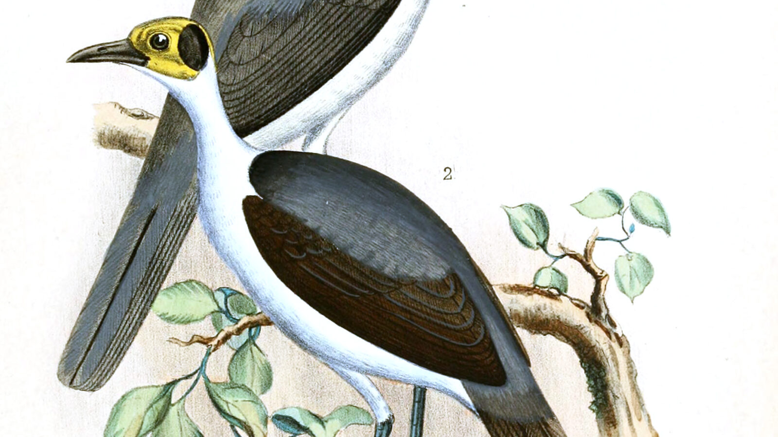 Grey-necked Rockfowl
