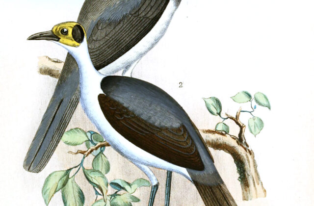 Grey-necked Rockfowl