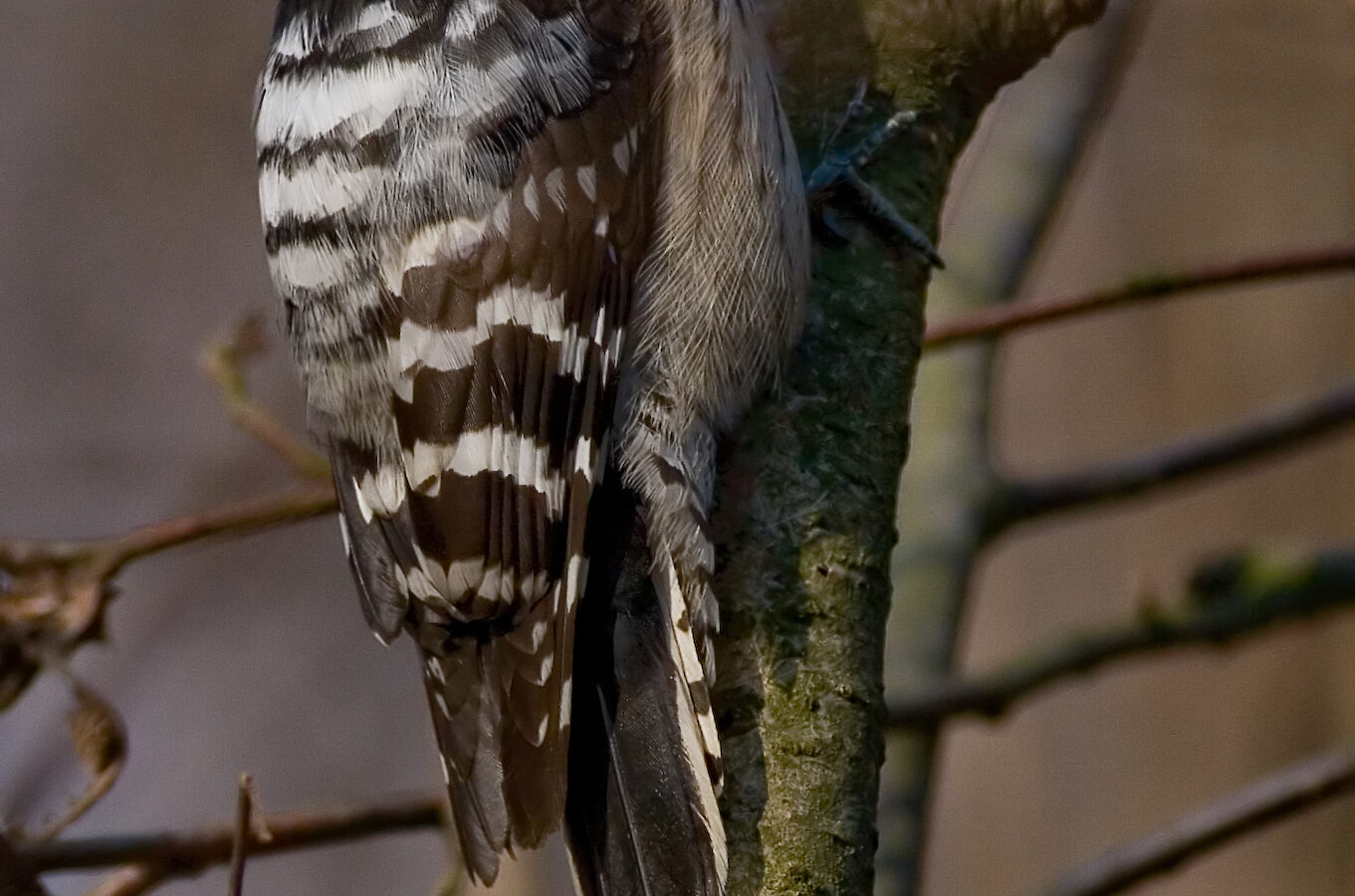 Lesser Spotted Woodpecker
