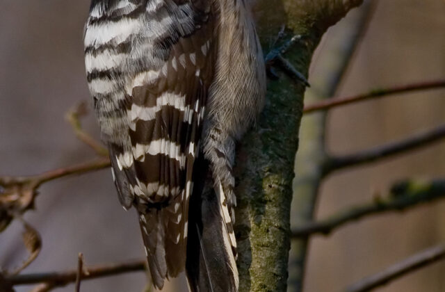 Lesser Spotted Woodpecker