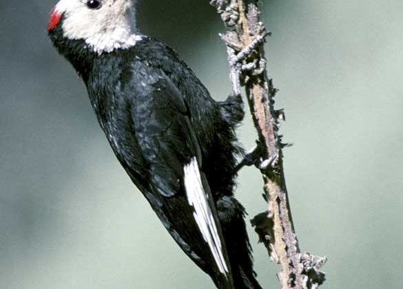 White-headed Woodpecker