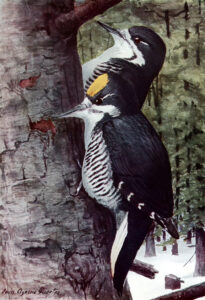Black-backed Woodpecker
