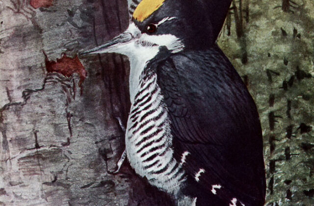 Black-backed Woodpecker