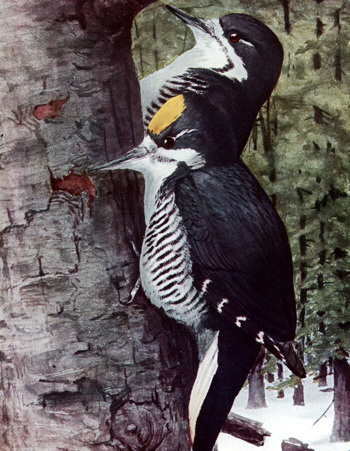 Black-backed Woodpecker