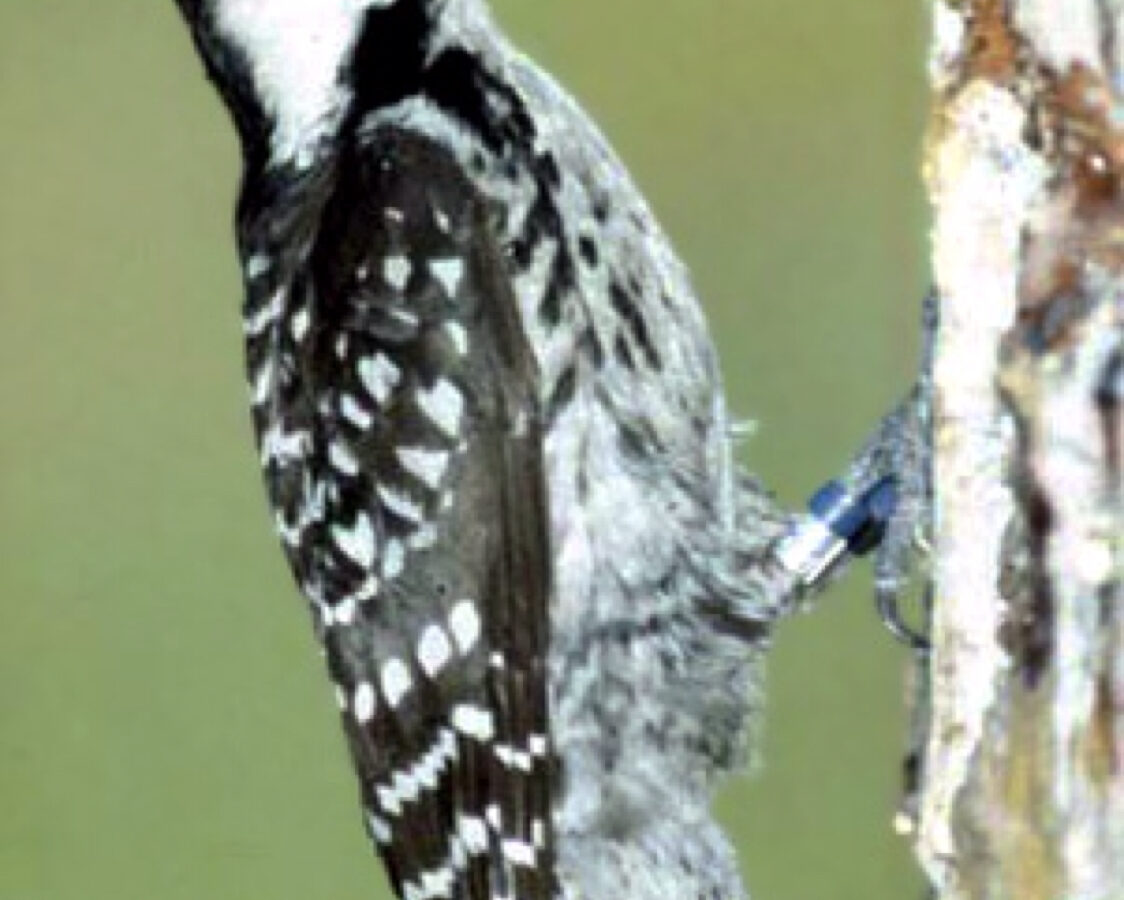 Red-cockaded Woodpecker