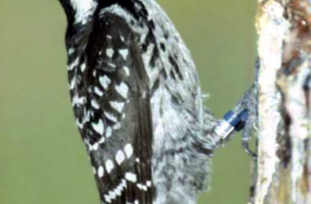 Red-cockaded Woodpecker