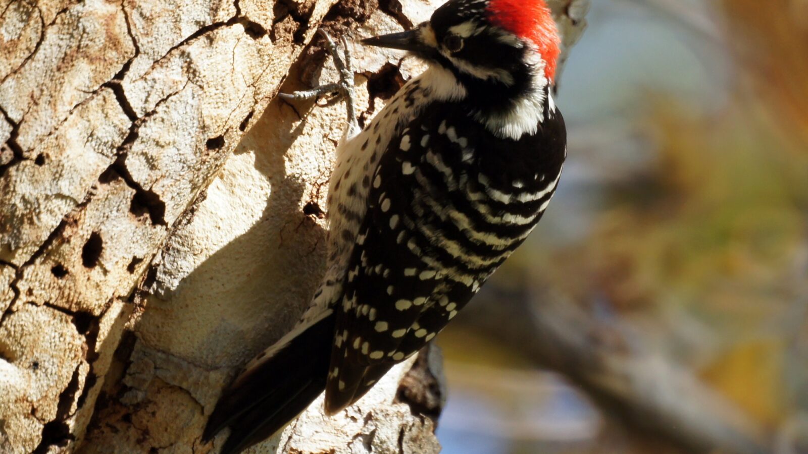 Nuttall’s Woodpecker