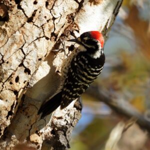 Nuttall’s Woodpecker