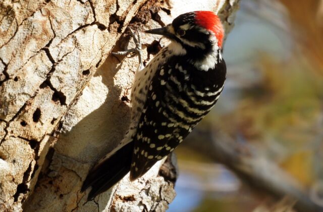 Nuttall’s Woodpecker
