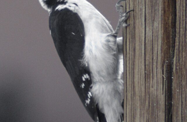 Hairy Woodpecker