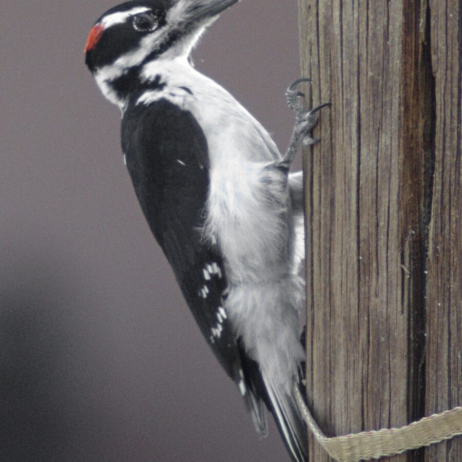 Hairy Woodpecker
