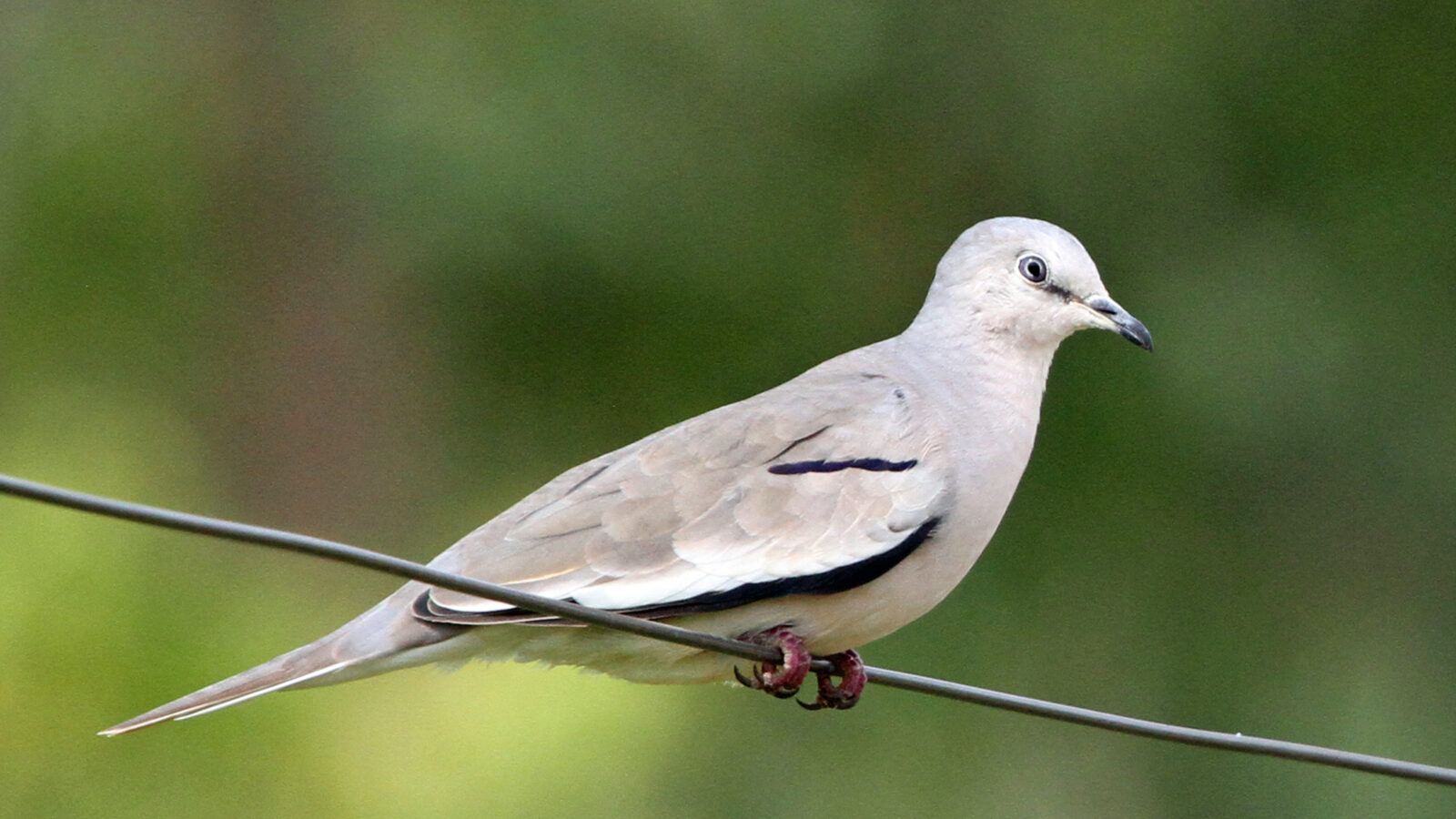 Picui Ground Dove