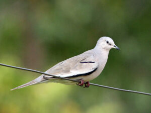 Picui Ground Dove