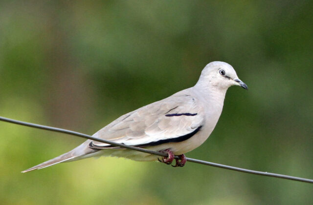 Picui Ground Dove