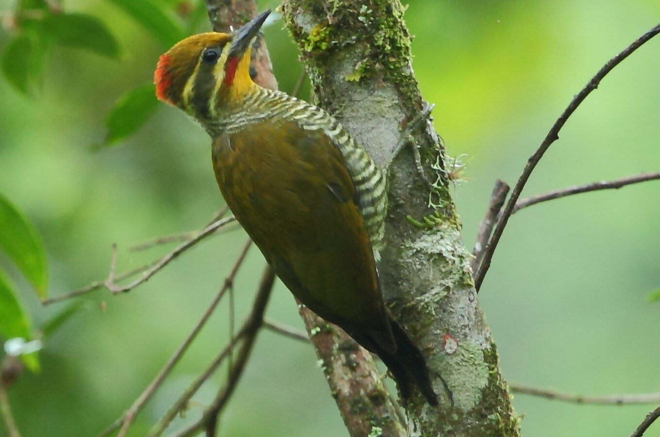 Yellow-browed Woodpecker