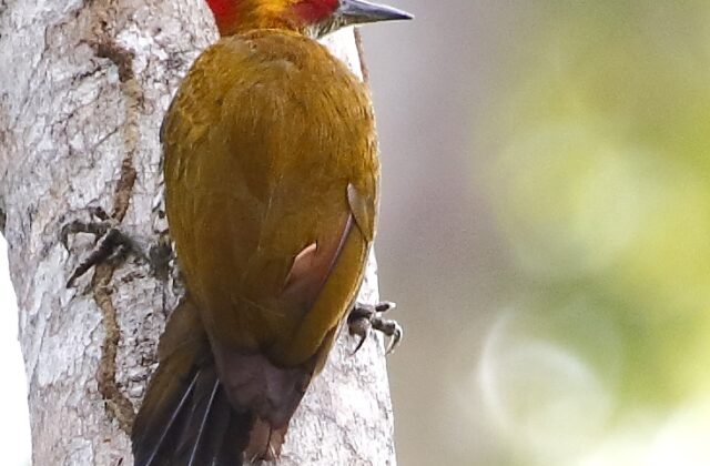 White-throated Woodpecker