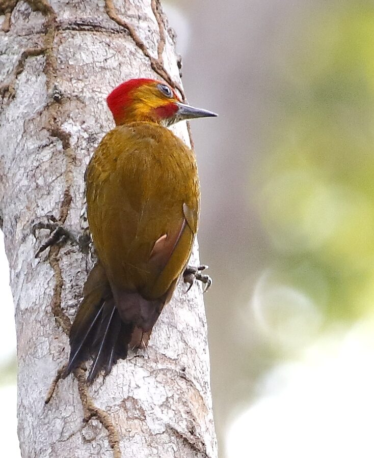 White-throated Woodpecker