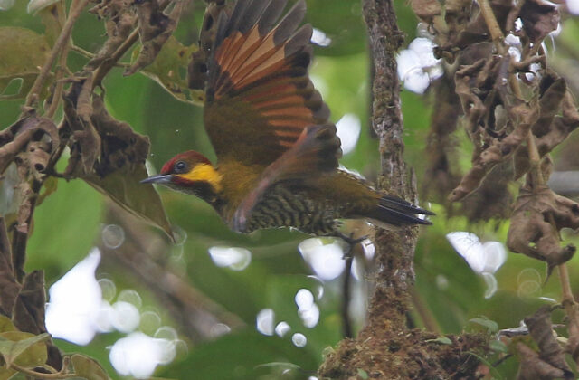 Lita Woodpecker