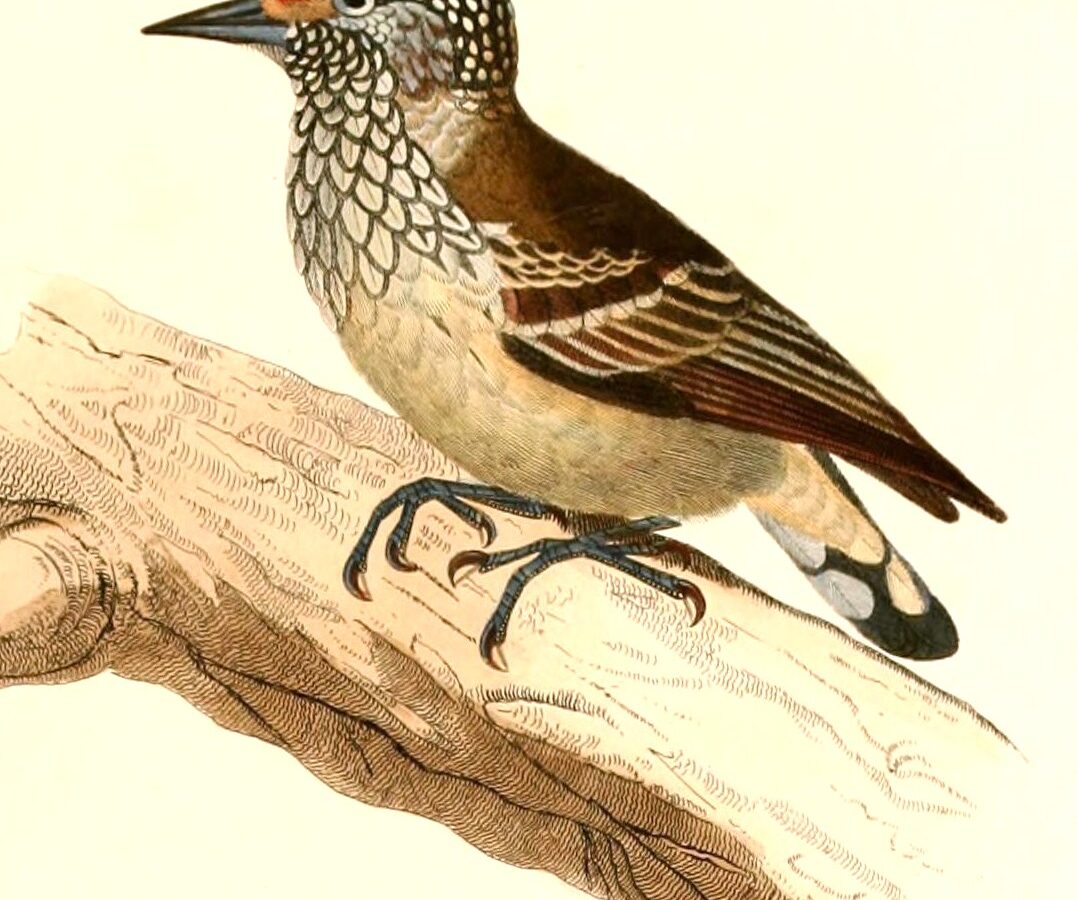 White-wedged Piculet