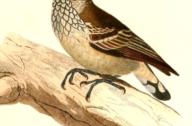 White-wedged Piculet