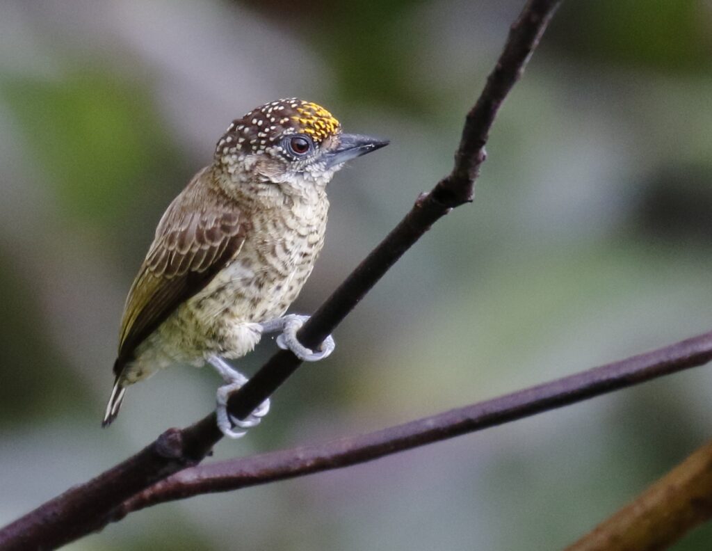 Bar-breasted Piculet
