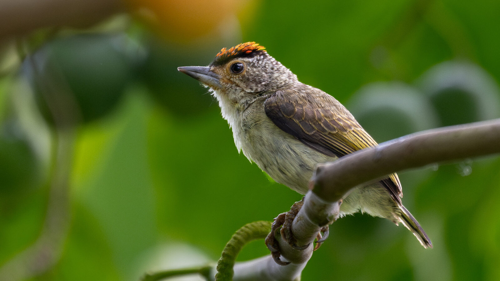 Plain-breasted Piculet