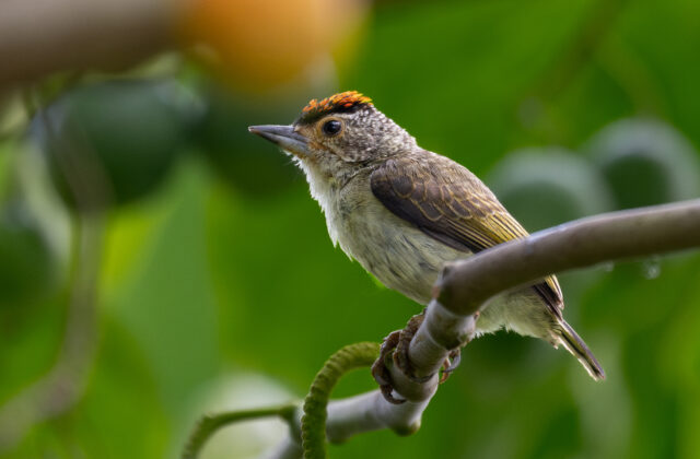 Plain-breasted Piculet