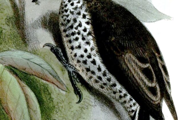 Ocellated Piculet