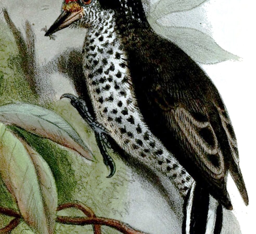 Ocellated Piculet