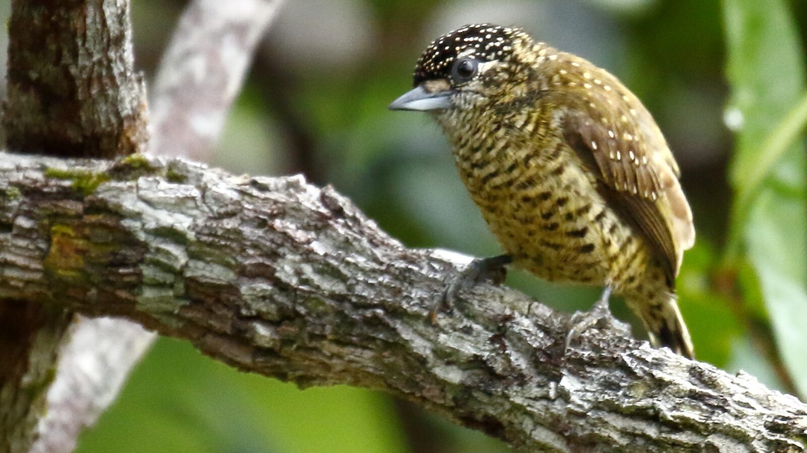 Golden-spangled Piculet