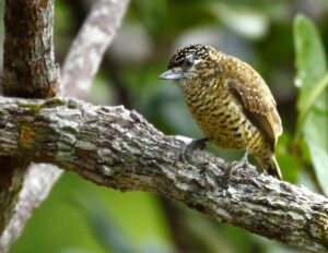 Golden-spangled Piculet