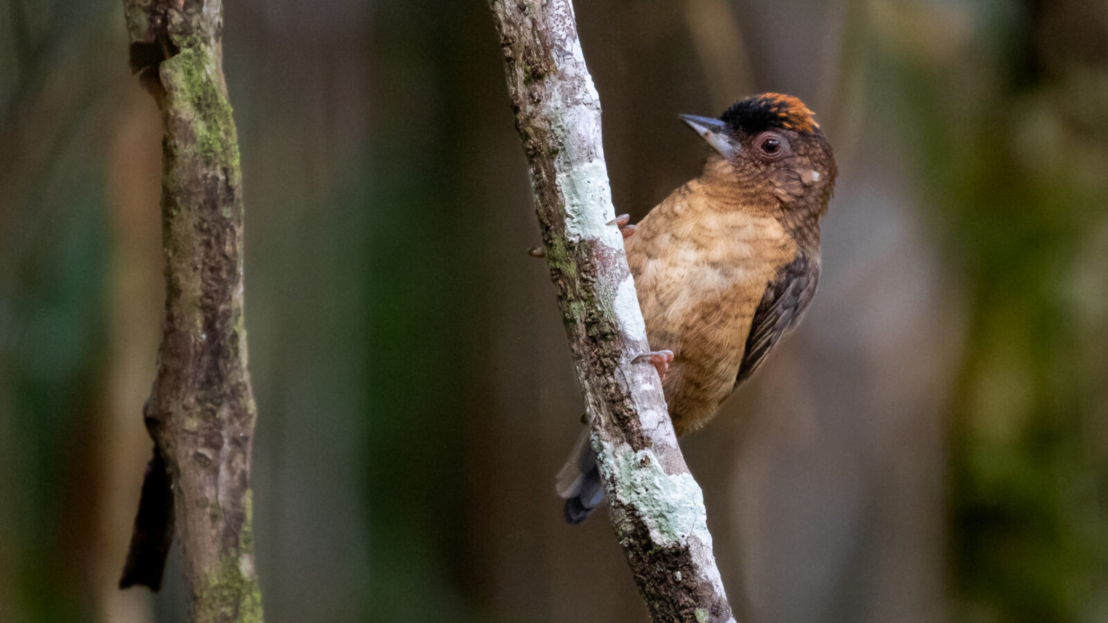Rusty-necked Piculet