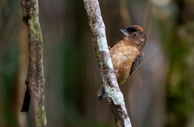 Rusty-necked Piculet