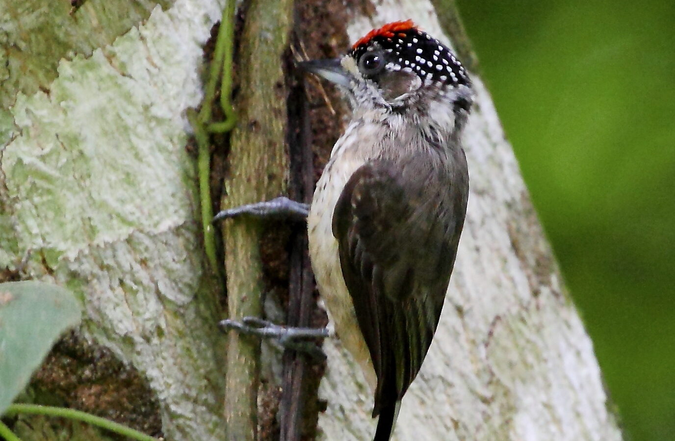 Ochraceous Piculet