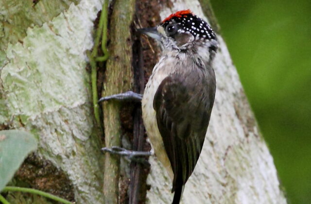 Ochraceous Piculet
